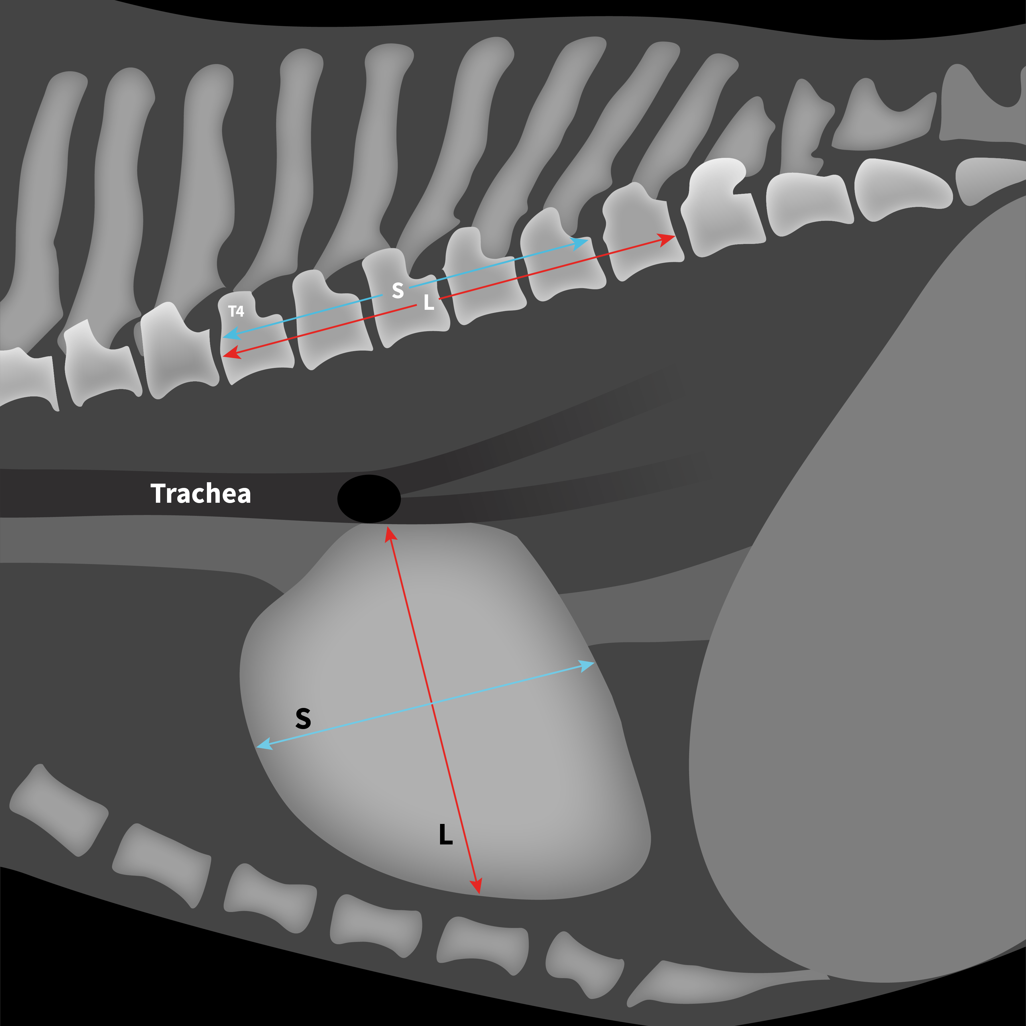 Quiz Calculate the Vertebral Heart Scale Clinician's Brief